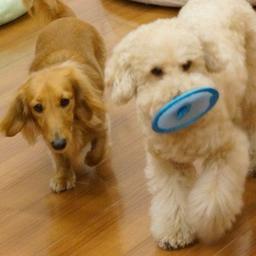 Frisbee. Größe S