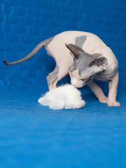 Katzenspielzeug Maus aus Naturhasen