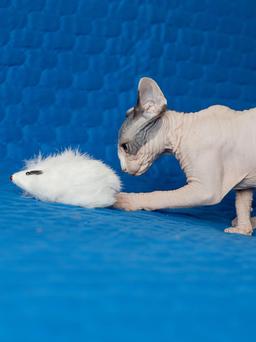 Katzenspielzeug Maus aus Naturhasen
