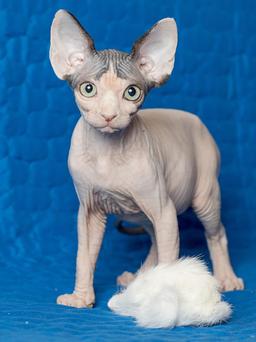 Katzenspielzeug Maus aus Naturhasen