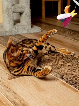 Cat Toy | Interactive Cat Fishing Rod | Teaser Wall with Fish | Unpredictable Movement | For Cats