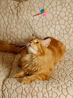 Cat Toy | Interactive Cat Fishing Rod with Mouse | Teaser Angel with Unpredictable Movement | Promotes Hunting Instinct | For Cats