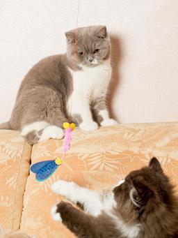 Cat Toy | Interactive Cat Fishing Rod with Mouse | Teaser Angel with Unpredictable Movement | Promotes Hunting Instinct | For Cats