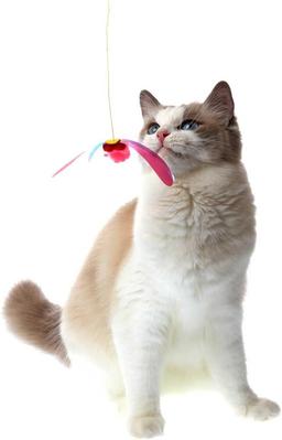 Juguete para gatos | Pesca interactiva para gatos | Teaser-Angel con libélula | Movimiento impredecible | Para gatos