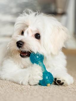 Dumbbell Dog Toy for Small Dogs, Chew Toy for Dental Care with Treat Compartment, Aqua, Soft TPR Material