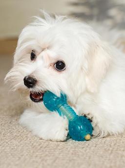 Dumbbell Dog Toy for Small Dogs, Chew Toy for Dental Care with Treat Compartment, Aqua, Soft TPR Material