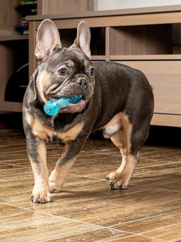 Dumbbell Dog Toy for Small Dogs, Chew Toy for Dental Care with Treat Compartment, Aqua, Soft TPR Material