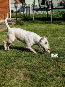 Hundespielzeug Hantel | Robustes Kauspielzeug | mit lautem Quietscher | bissfest & langlebig | für aktives Spielen