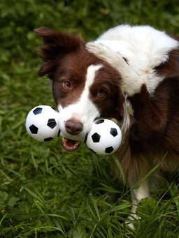 Hundespielzeug Hantel | Robustes Kauspielzeug | mit lautem Quietscher | bissfest & langlebig | für aktives Spielen