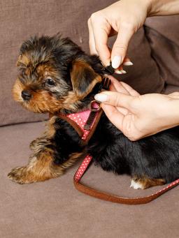 Produkt DAH0666280 Bild 3