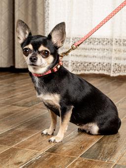 Kleiner Hund mit Hybrid-Halsband und Leine