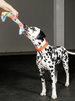 Produkt DTCT683829 Bild 5