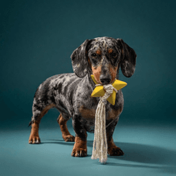 Latexspielzeug mit Baumwollgarn "Seestern" für Hunde 16