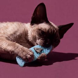 Giocattolo per gatti, peluche Matatabi per la pulizia dei denti a forma di pesce 3D 12