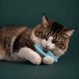 Giocattolo per gatti, peluche Matatabi per la pulizia dei denti a forma di pesce 3D 13