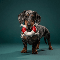 Latexspielzeug mit Baumwollseide "Rettungsring" für Hunde 7