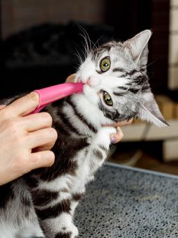 Brosse à Dents anatomique pour enlever la plaque. Pour les chiens de races moyennes et grandes, rigide 2