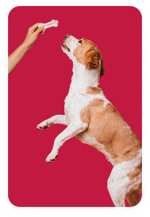 Dog jumping for treat