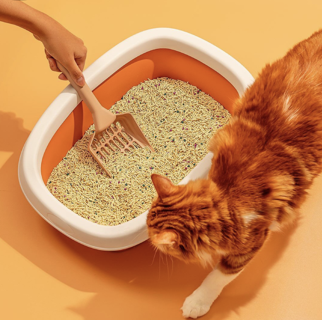 Katze an Katzentoilette