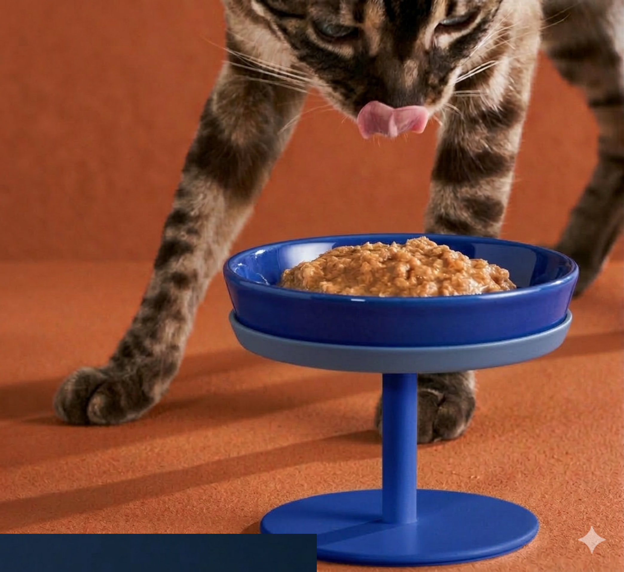 Katze frisst aus Napf