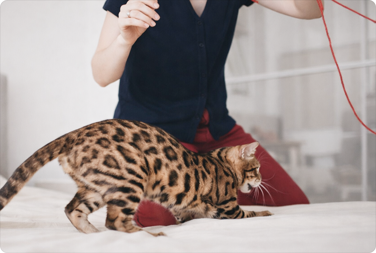 Bengal cat playing