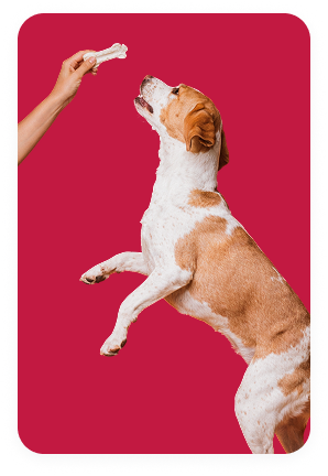 Dog jumping for treat