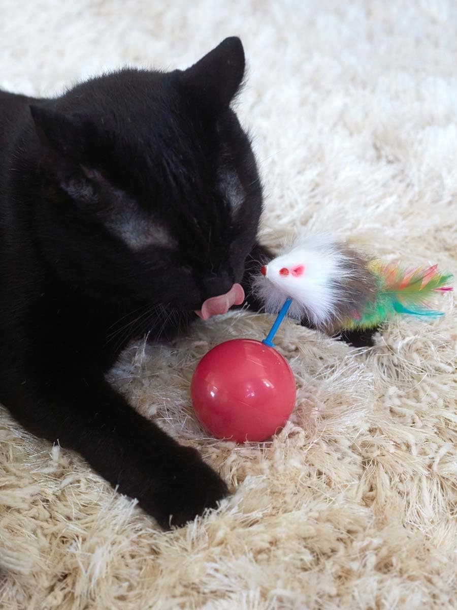 Katzenspielzeug für Katzen Aller Rassen, Roly-Poly-Maus für Katzen