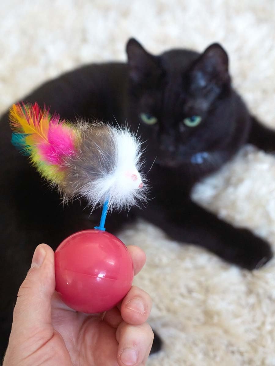Katzenspielzeug für Katzen Aller Rassen, Roly-Poly-Maus für Katzen