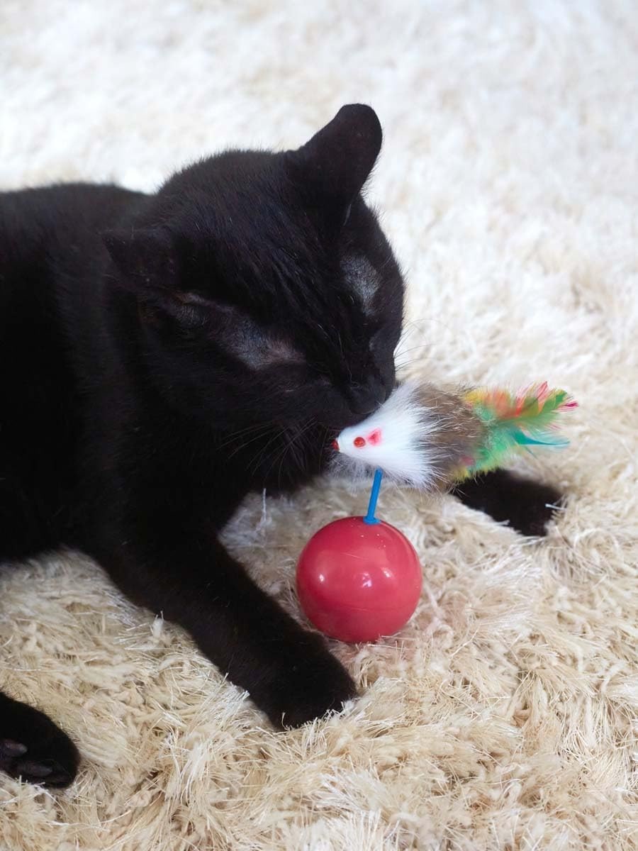 Katzenspielzeug für Katzen Aller Rassen, Roly-Poly-Maus für Katzen