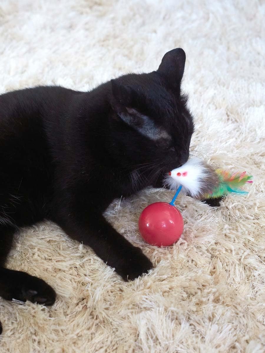 Katzenspielzeug für Katzen Aller Rassen, Roly-Poly-Maus für Katzen