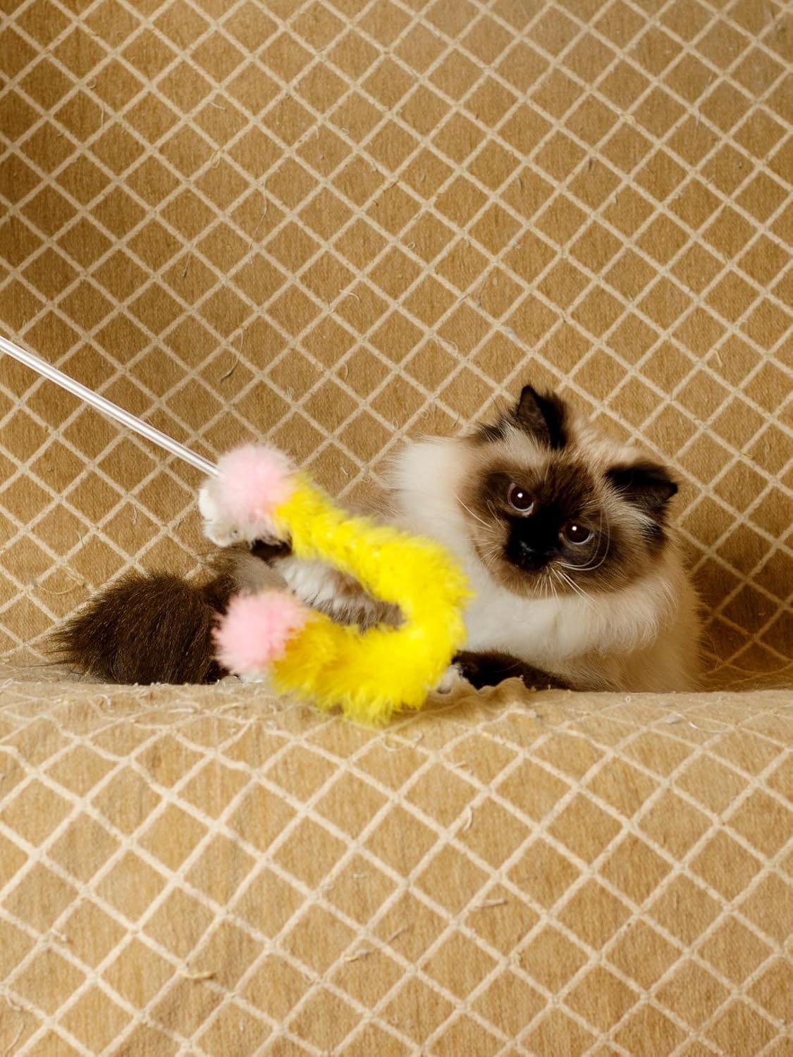 Cat Toy for Cats of All Breeds Teaser Feather Tail