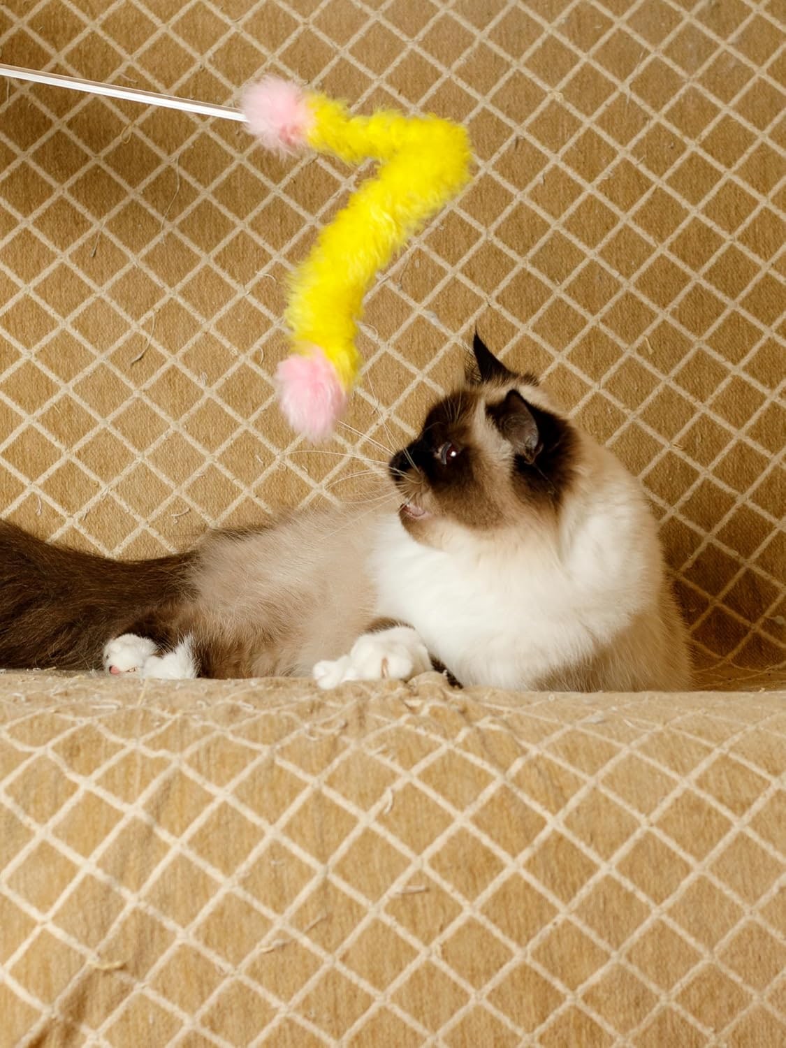 Cat Toy for Cats of All Breeds Teaser Feather Tail