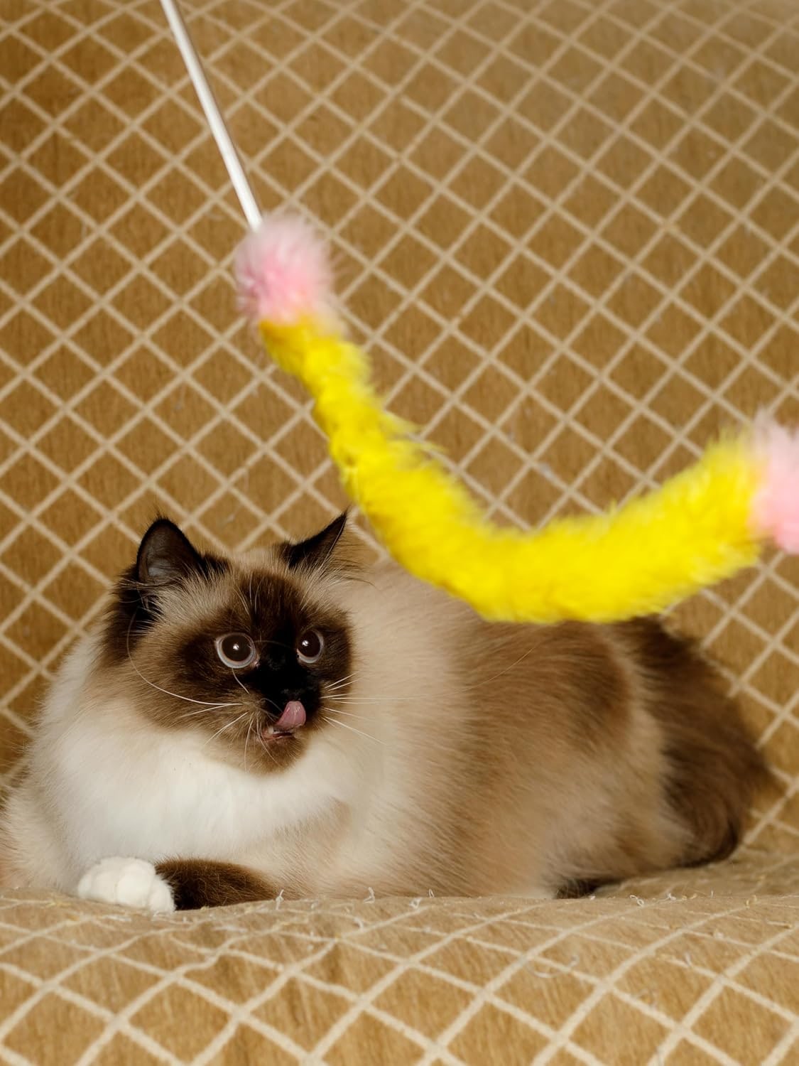 Cat Toy for Cats of All Breeds Teaser Feather Tail