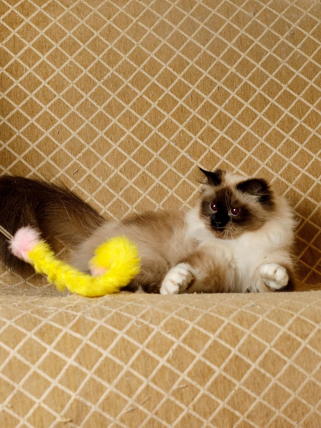 Cat Toy for Cats of All Breeds Teaser Feather Tail