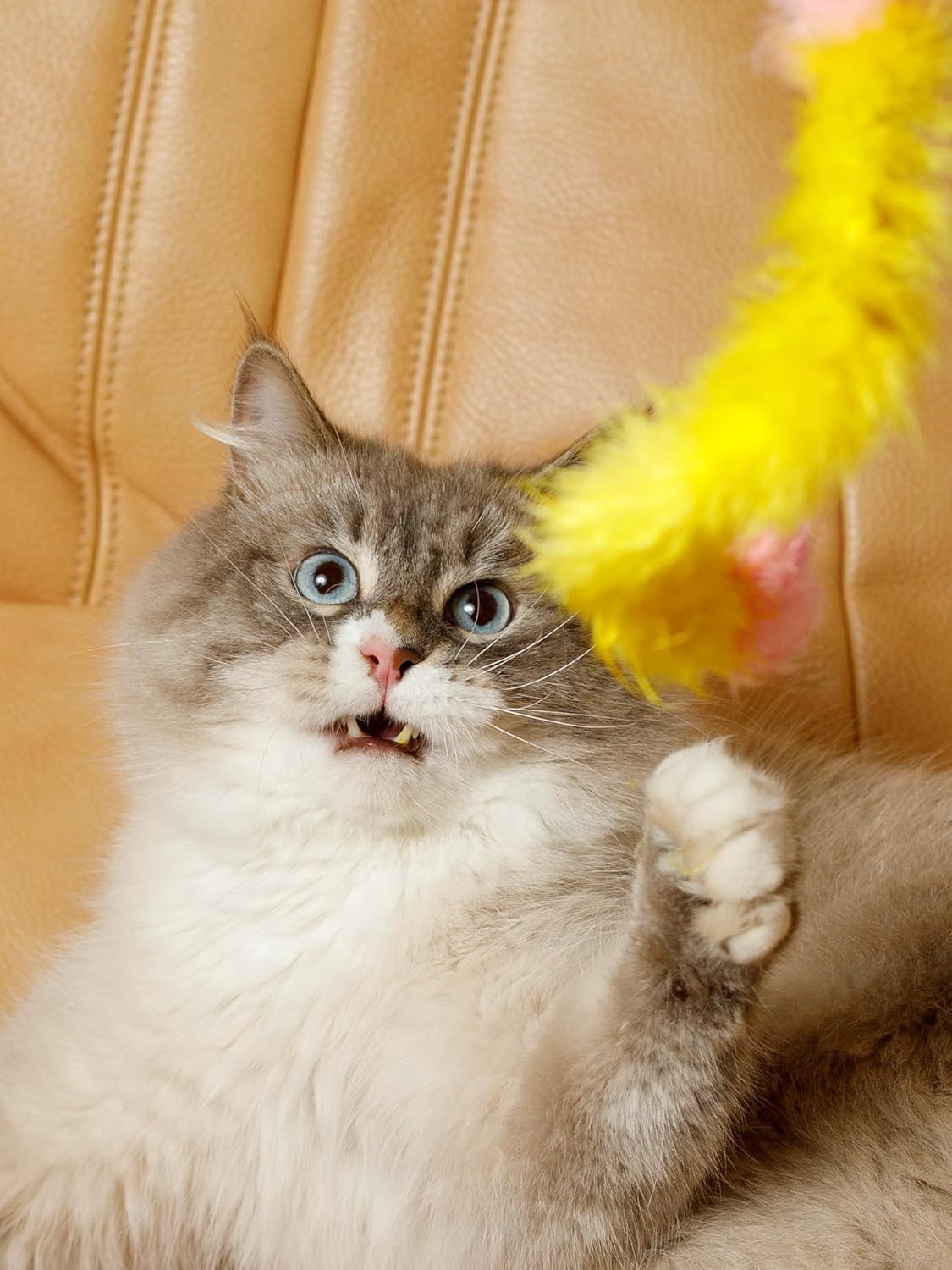 Cat Toy for Cats of All Breeds Teaser Feather Tail