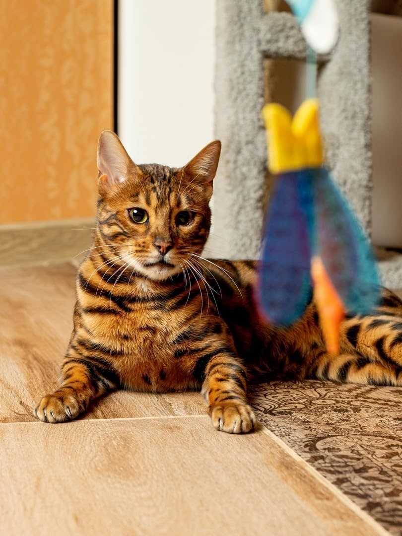 Jouet interactif pour chat - Mur Teaser avec poisson - Mouvement imprévisible - Pour chat