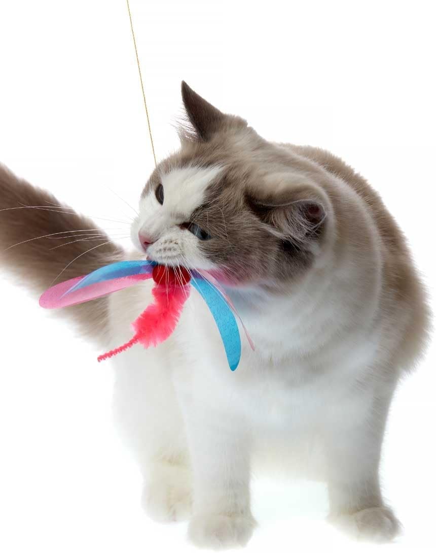 Cat Toy | Interactive Cat Fishing Rod | Teaser Angel with Dragonfly | Unpredictable Movement | For Cats