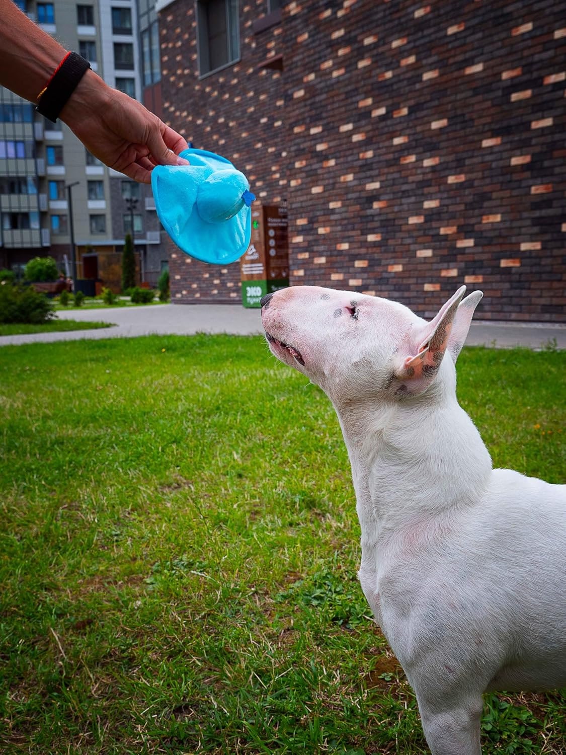 Hundespielzeug Frisbee „Alien“ Blau – Weiche Plüsch-Flugscheibe mit Quietsche & Glöckchen – Für kleine Hunde & Welpen