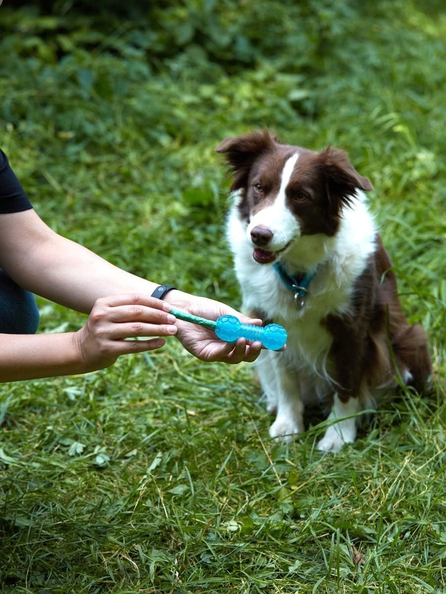 Dumbbell Dog Toy for Small Dogs, Chew Toy for Dental Care with Treat Compartment, Aqua, Soft TPR Material