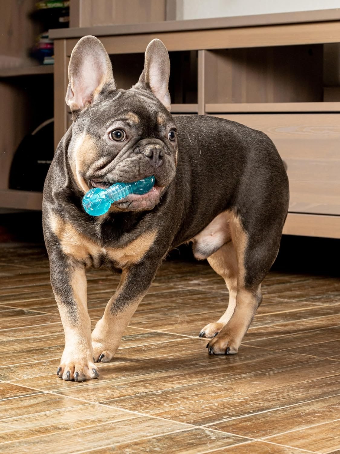 Dumbbell Dog Toy for Small Dogs, Chew Toy for Dental Care with Treat Compartment, Aqua, Soft TPR Material