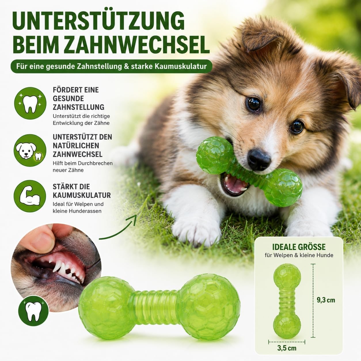 Haltère pour petits chiens - Jouet à mâcher pour soins dentaires - Avec compartiment à friandises - Vert - Matériau TPR souple