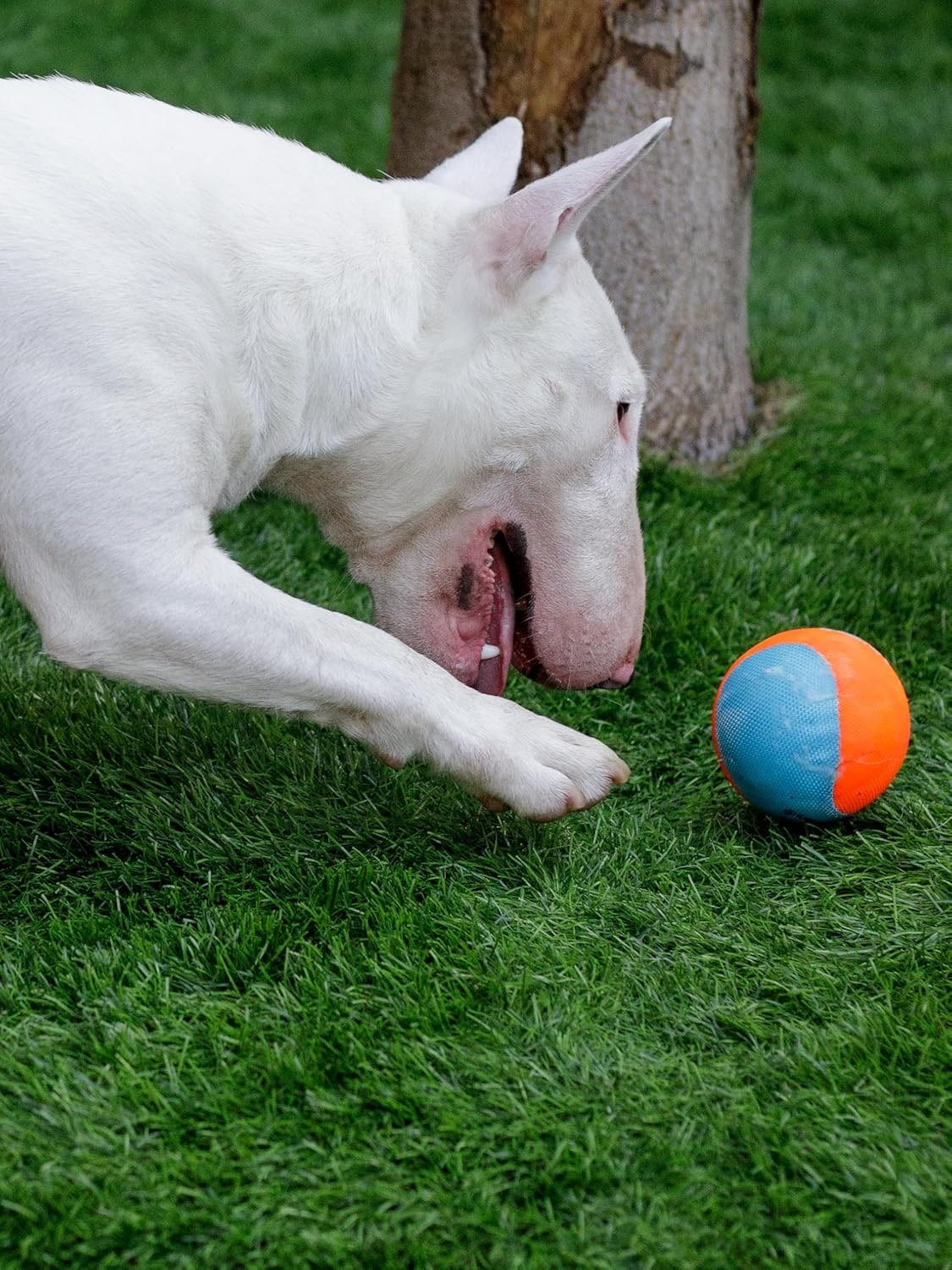 Indestructible Dog Ball, For Medium & Large Dogs, Extra Robust & Bite Resistant, Durable Chew Toy