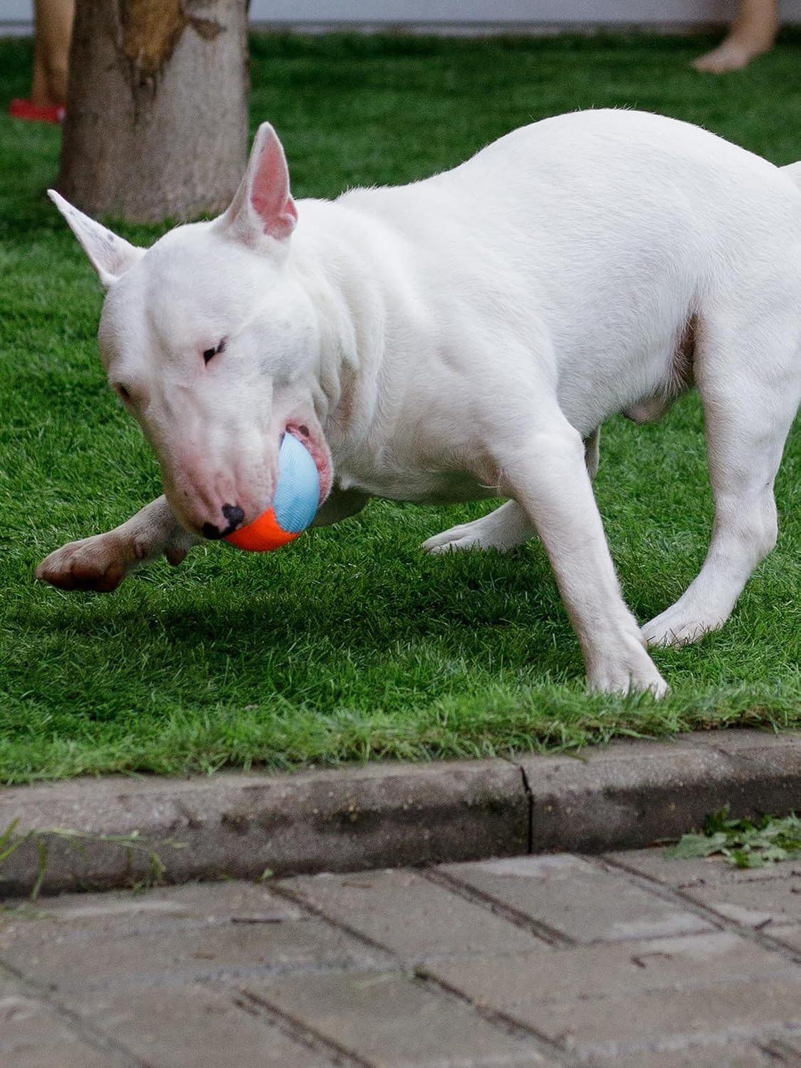 Indestructible Dog Ball, For Medium & Large Dogs, Extra Robust & Bite Resistant, Durable Chew Toy
