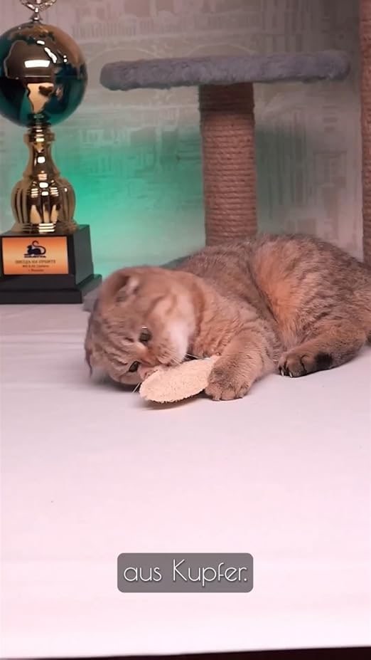 Jouet pour chat en forme de poisson avec Matatabi et luffa, jouet anti-mastication naturel pour chats et chatons, anti-stress, interactif, coton