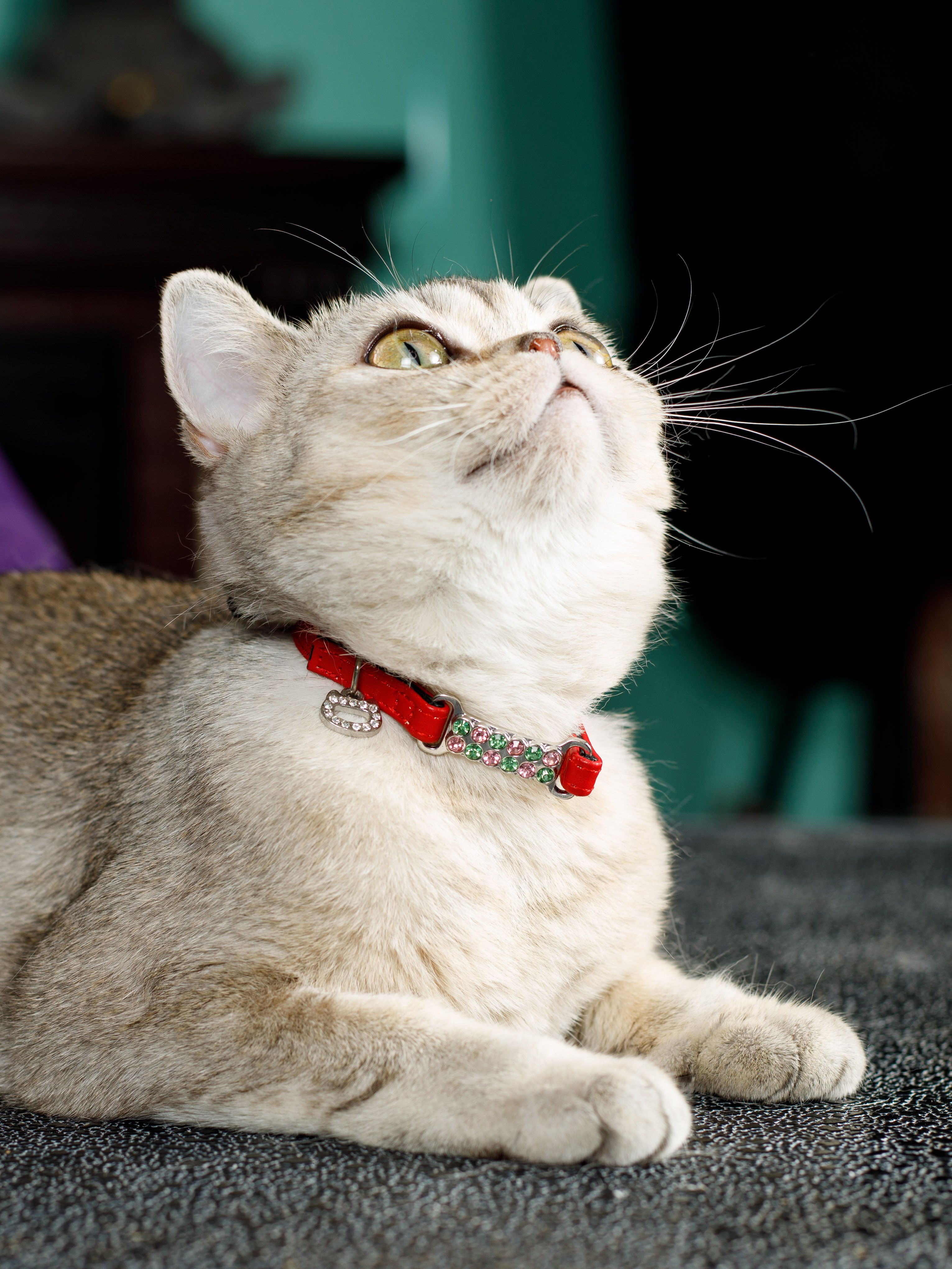 Produkt CAC0649207 Bild 3