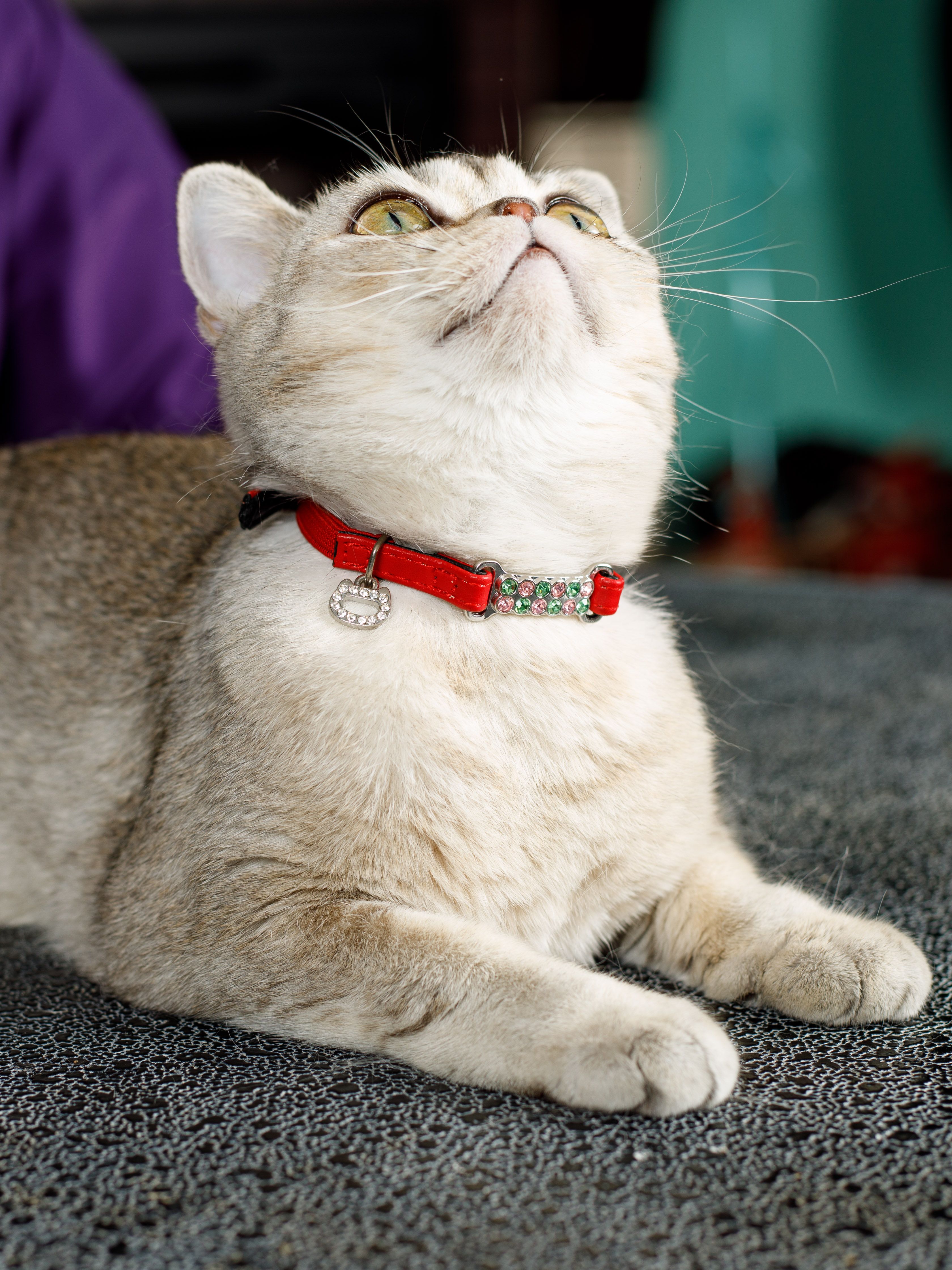 Produkt CAC0649207 Bild 4