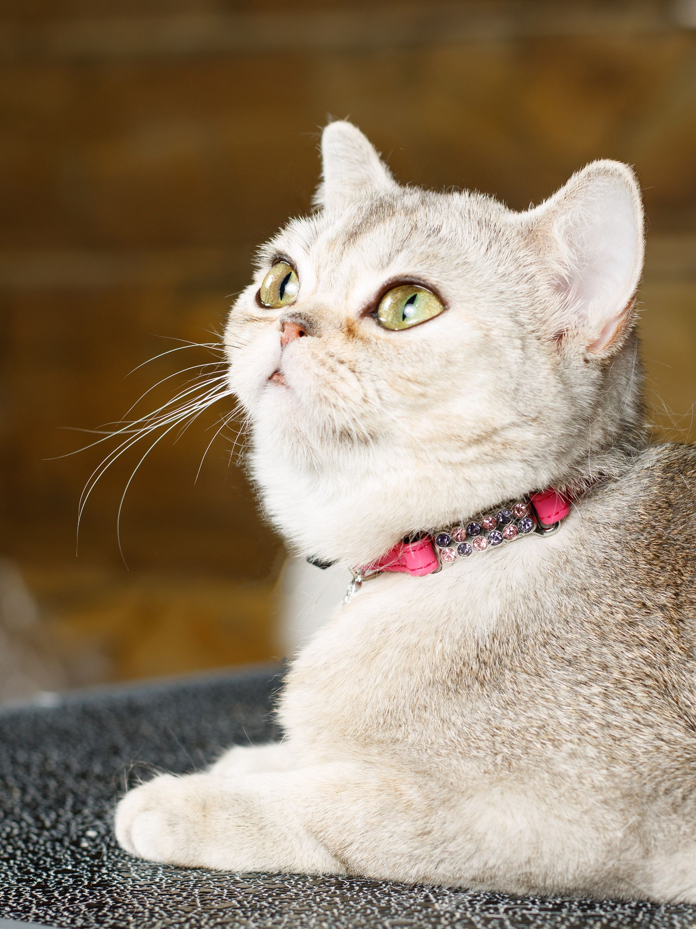 Produkt CAC0649214 Bild 2