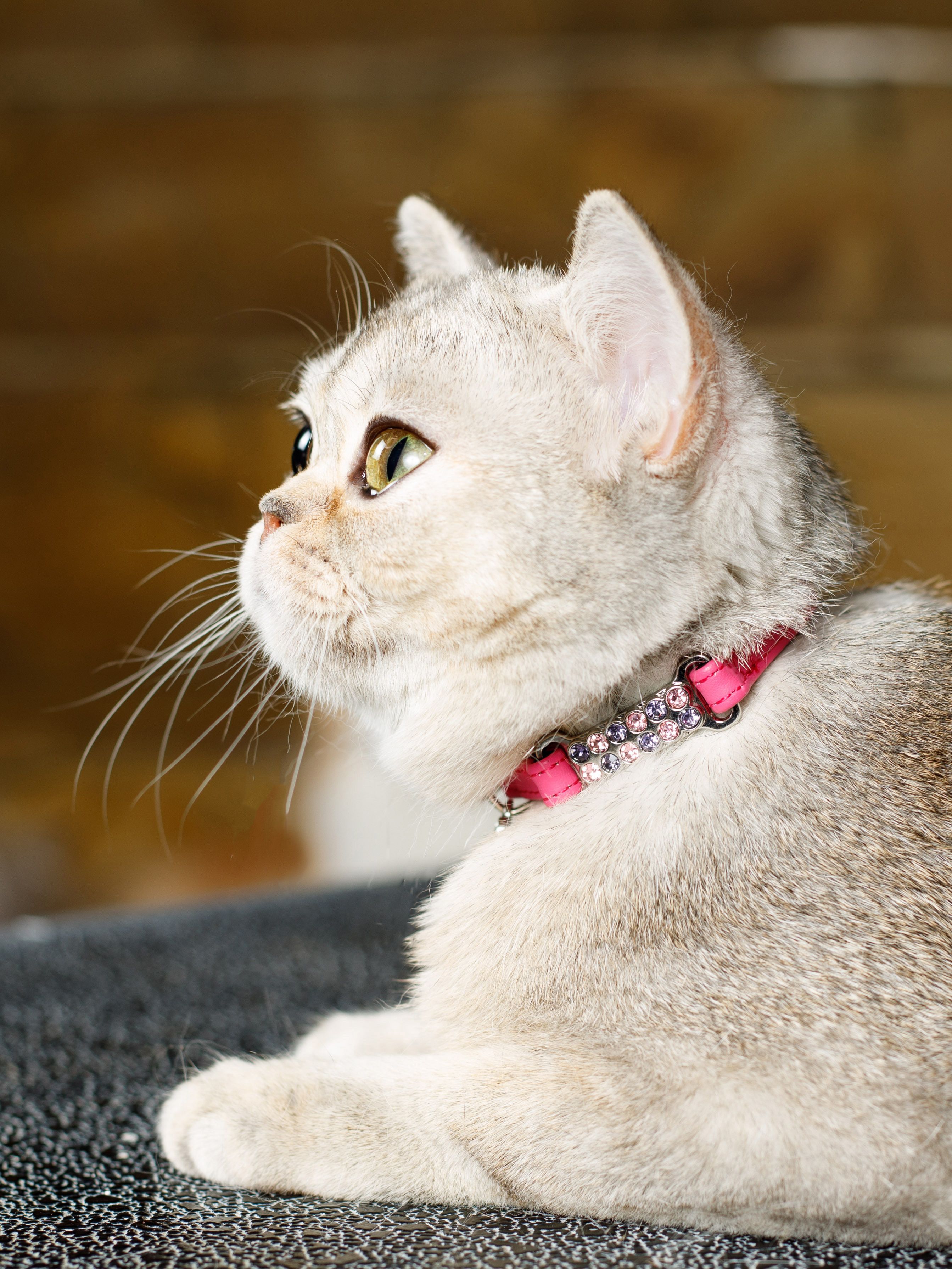 Produkt CAC0649214 Bild 8