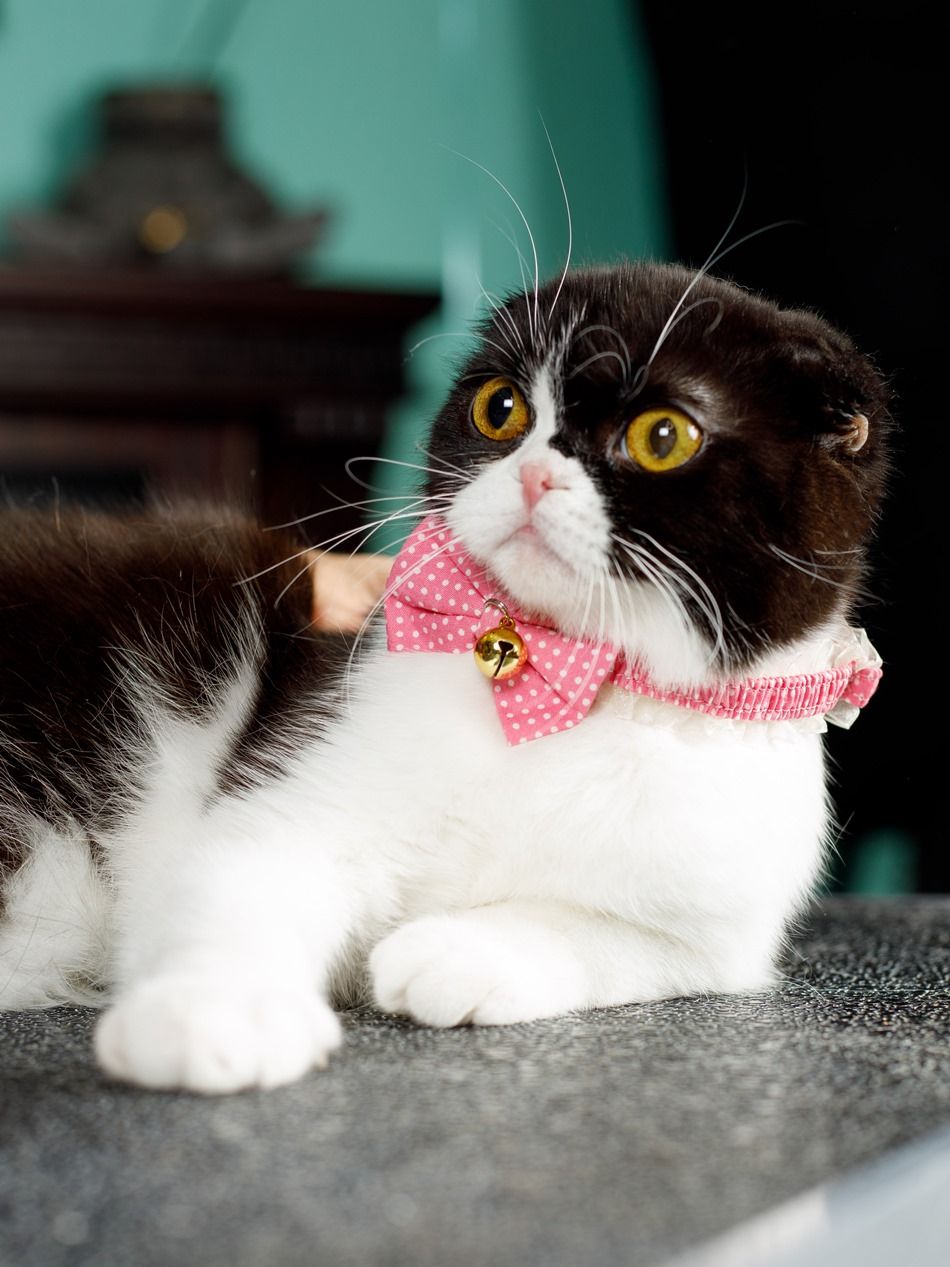 Produkt CAC0669090 Bild 10