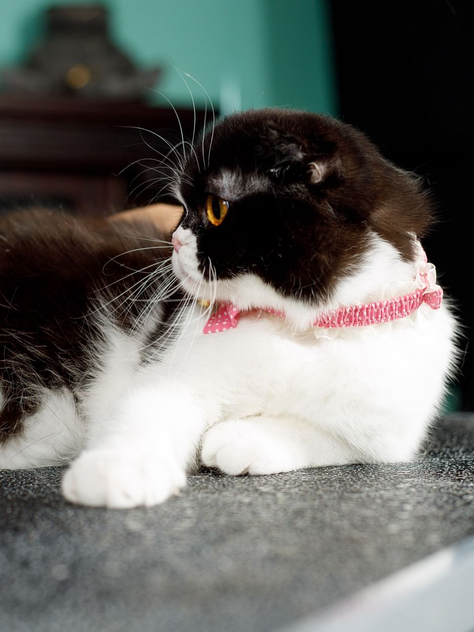 Produkt CAC0669090 Bild 11